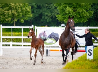 Hannover, Stallone, Puledri (04/2026), Baio