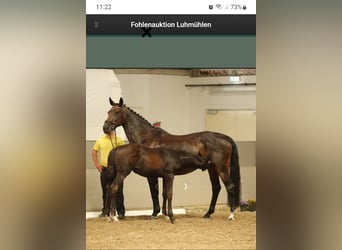 Hannover, Stallone, Puledri (06/2026), Baio scuro