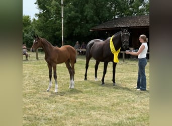 Hannover, Stallone, Puledri (06/2026), Baio scuro