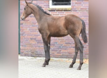 Hannover, Stallone, Puledri (04/2025), Baio scuro