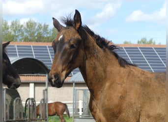 Hannover, Stallone, Puledri
 (06/2023), Baio scuro