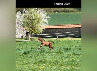 Hannover, Stallone, Puledri (03/2025), Baio scuro