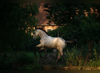 Hannover, Stallone, Puledri (06/2026), Falbo