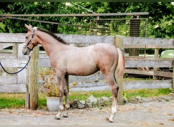 Hannover, Stallone, Puledri (04/2025), Grigio rossastro