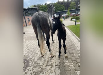 Hannover, Stallone, Puledri (04/2026), Morello