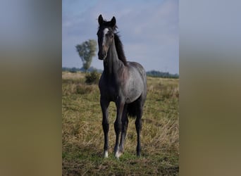 Hannover, Stallone, Puledri (02/2025), Può diventare grigio