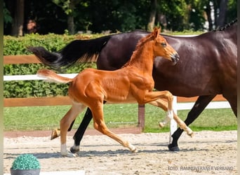 Hannover, Stallone, Puledri (06/2026), Sauro