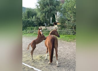 Hannover, Stallone, Puledri (06/2026), Sauro