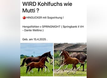 Hannover, Stallone, Puledri (04/2025), Sauro scuro