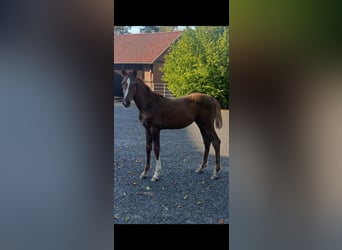 Hannover, Stallone, Puledri (04/2026), Sauro scuro