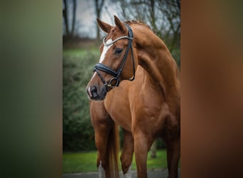 Hannover, Stallone, 8 Anni, 173 cm, Sauro