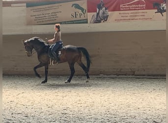 Hannoveraan, Hengst, 11 Jaar, 172 cm, Bruin