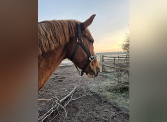 Hannoveraan Mix, Hengst, 12 Jaar, 173 cm, Vos