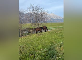 Hannoveraan, Hengst, 13 Jaar, 170 cm, Donkerbruin