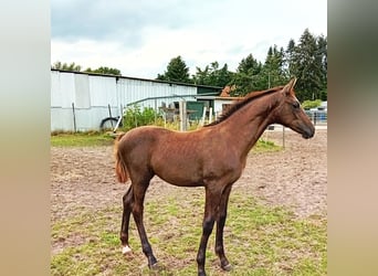 Hannoveraan, Hengst, 1 Jaar, 130 cm, kan schimmel zijn