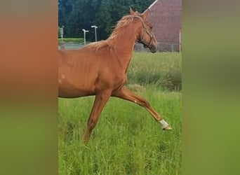Hannoveraan, Hengst, 1 Jaar, 140 cm, Vos