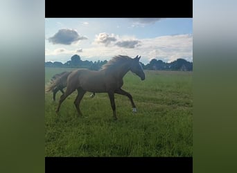 Hannoveraan, Hengst, 1 Jaar, 140 cm, Vos