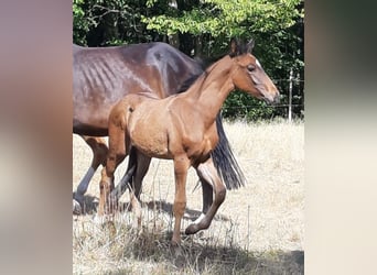 Hannoveraan, Hengst, 1 Jaar, 167 cm, Donkerbruin