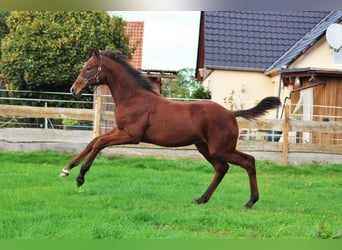 Hannoveraan, Hengst, 1 Jaar, 168 cm, Brauner