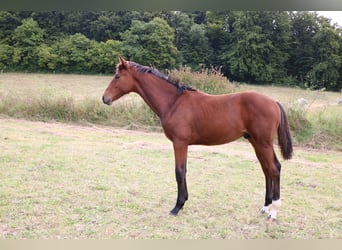 Hannoveraan, Hengst, 1 Jaar, 168 cm, Bruin