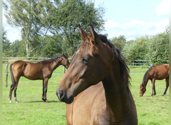 Hannoveraan, Hengst, 1 Jaar, 168 cm, Donkerbruin