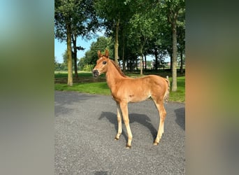 Hannoveraan, Hengst, 1 Jaar, 168 cm, Donkere-vos