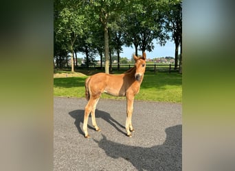 Hannoveraan, Hengst, 1 Jaar, 168 cm, Donkere-vos