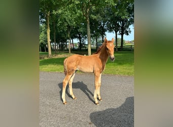 Hannoveraan, Hengst, 1 Jaar, 168 cm, Donkere-vos