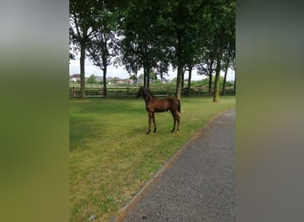 Hannoveraan, Hengst, 1 Jaar, 168 cm, Donkere-vos