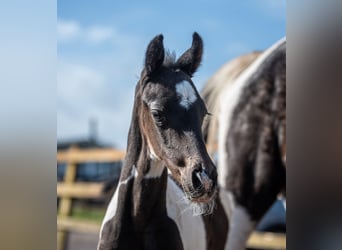 Hannoveraan, Hengst, 1 Jaar, 168 cm, Tobiano-alle-kleuren