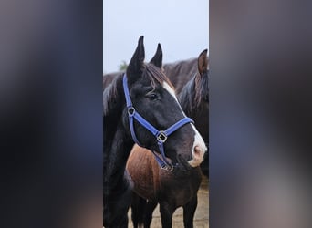 Hannoveraan, Hengst, 1 Jaar, 168 cm, Zwart