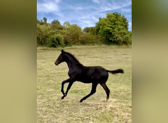 Hannoveraan, Hengst, 1 Jaar, 168 cm, Zwartbruin