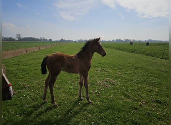 Hannoveraan, Hengst, 1 Jaar, 169 cm, Bruin
