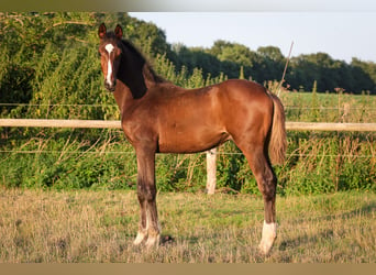 Hannoveraan, Hengst, 1 Jaar, 170 cm, Bruin