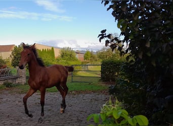 Hannoveraan, Hengst, 1 Jaar, 170 cm, Bruin