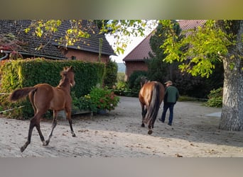 Hannoveraan, Hengst, 1 Jaar, 170 cm, Bruin