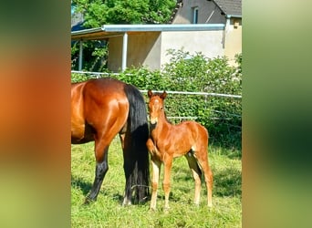 Hannoveraan, Hengst, 1 Jaar, 170 cm, Bruin