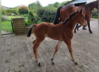 Hannoveraan, Hengst, 1 Jaar, 170 cm, Bruin