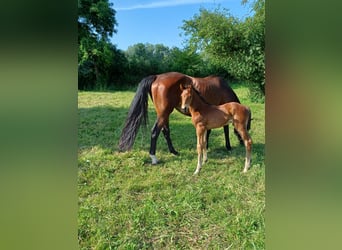 Hannoveraan, Hengst, 1 Jaar, 170 cm, Bruin