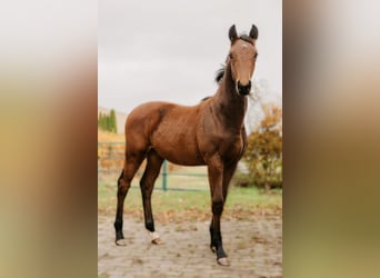 Hannoveraan, Hengst, 1 Jaar, 170 cm, Bruin