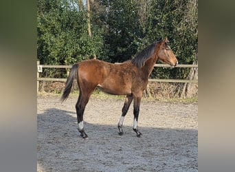 Hannoveraan, Hengst, 1 Jaar, 170 cm, Bruin