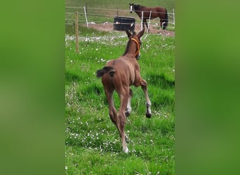 Hannoveraan, Hengst, 1 Jaar, 170 cm, Bruin