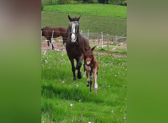 Hannoveraan, Hengst, 1 Jaar, 170 cm, Bruin