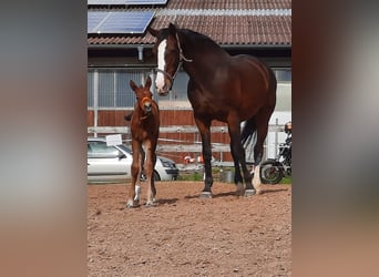 Hannoveraan, Hengst, 1 Jaar, 170 cm, Bruin