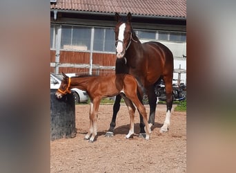 Hannoveraan, Hengst, 1 Jaar, 170 cm, Bruin