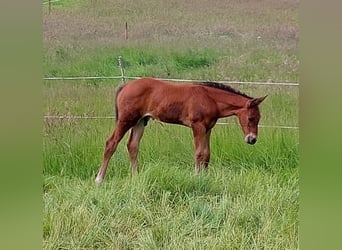 Hannoveraan, Hengst, 1 Jaar, 170 cm, Bruin