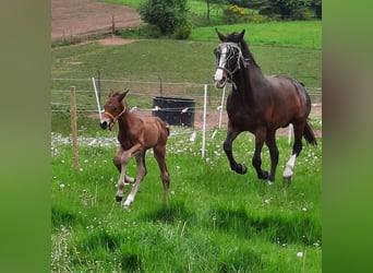 Hannoveraan, Hengst, 1 Jaar, 170 cm, Bruin