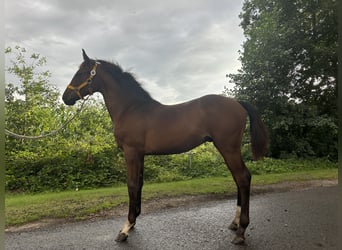 Hannoveraan, Hengst, 1 Jaar, 170 cm, Bruin