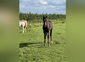 Hannoveraan, Hengst, 1 Jaar, 170 cm, Donkerbruin