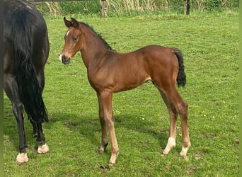 Hannoveraan, Hengst, 1 Jaar, 170 cm, Donkerbruin